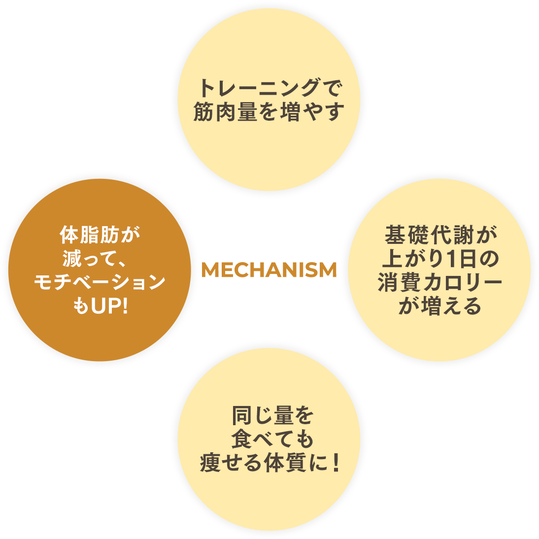 食べて痩せられる！嬉しいメカニズム