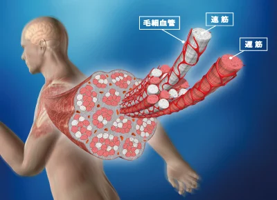 血管の拡張・収縮機能が高まり、血行がよくなる。