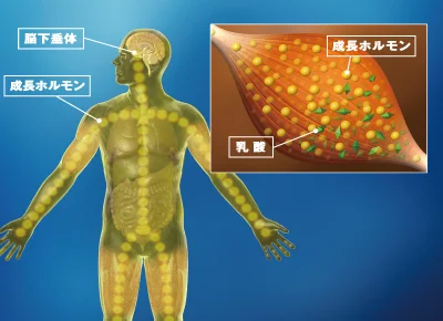 血管の拡張・収縮機能が高まり、血行がよくなる。